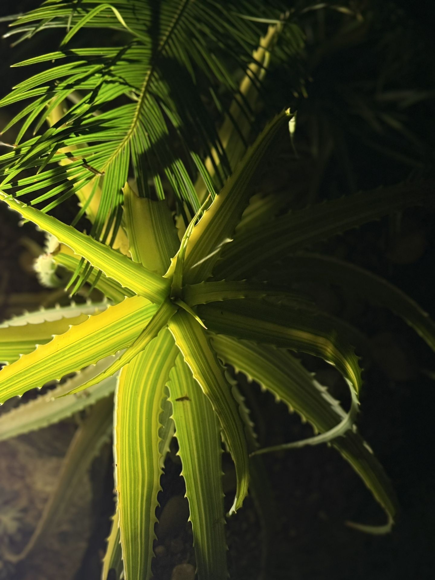 Aloe Variegated Collections