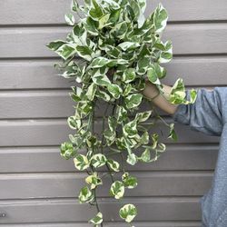 6” Enjoy Pothos 50” Long 