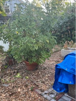 Demo plant sale