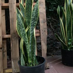  PLANTS 🪴.      SNAKE PLANTS 🌱 PLANTAS 