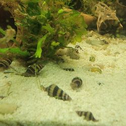 Assassin Snails-5 Pack