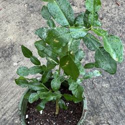 Kaffier Lime 