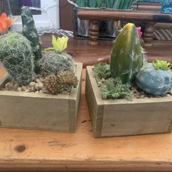 Fake Cactus Plants