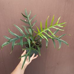 6” Philodendron Tortum Wide Form