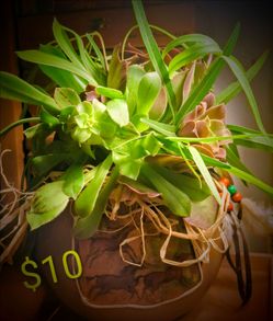 Teacher appreciation / mother's day succulent