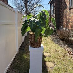 Large Artificial Plant with wood Pedestal