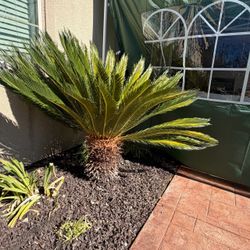 Sego palm