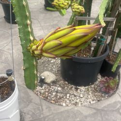 Dragon Fruit Plant Or Cutting For Sale All Colours