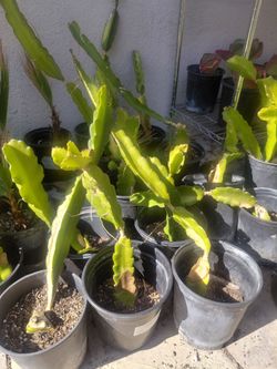 Dragon fruit
