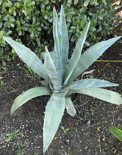Agave  / Maguey  Plant In A Plastic Pot  