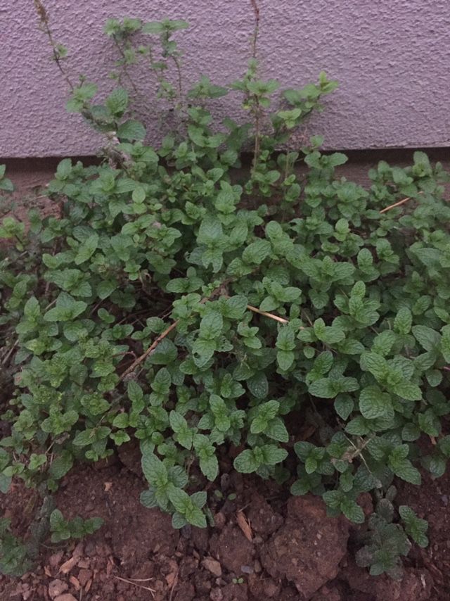 Free Mint Plants