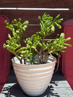 Finger Jade Plant