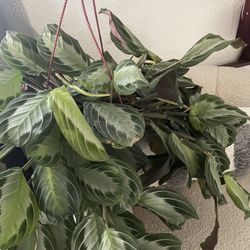Beautiful Plant For $10