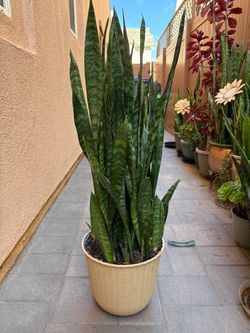 Snake plants