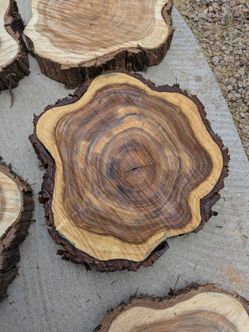 Mesquite Wood Rounds