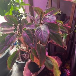 Aglaonema 