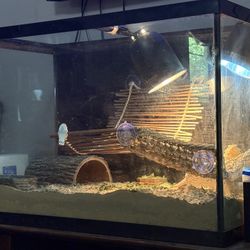 ‘Bearded Dragon’ Supplies