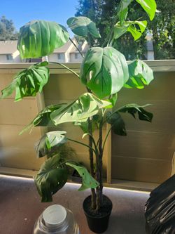 Large Monstera Deliciosa Plant in Black Pot