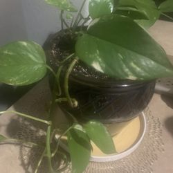 Plant for indoor!   Please 