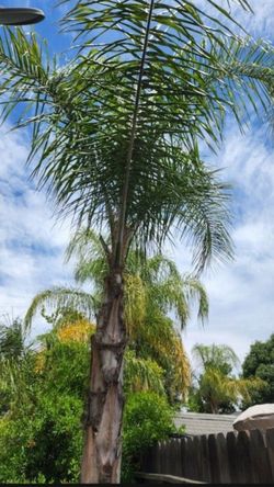 Beautiful Queen Palm 🌴 Trees.