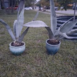 Agave Plants