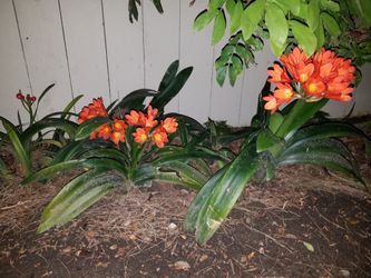 Beautiful tropical plant in pot, with orange bloom