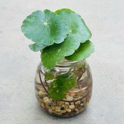 Succulents plants 🪴 （ Pennywort Plant）