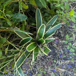 Free Three Small Bromeliads 