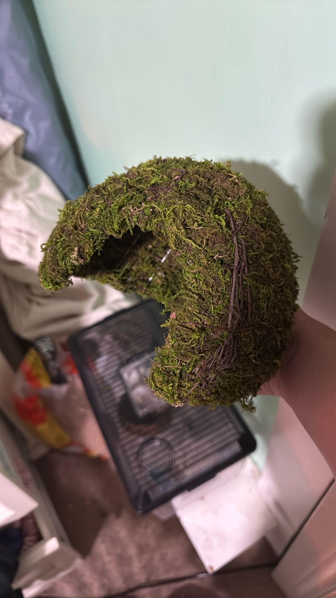 Lizard thing