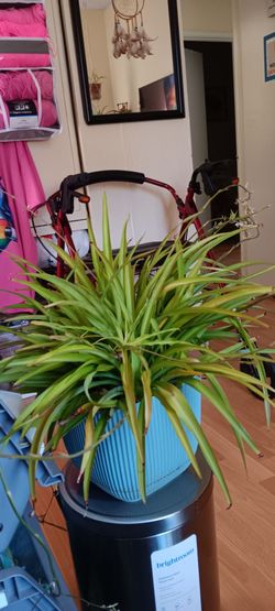 Solid green spider plant