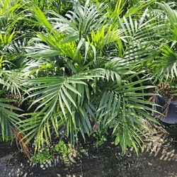 Cat Palm Great For Privacy Hedge Same Day Delivery  Green Full Ready For Planting 