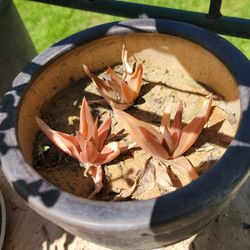 Haworthia Pentagona
