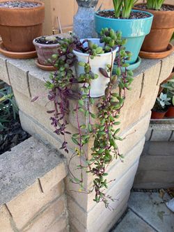 Blooming Othonna Capensis Ruby Necklace Succulent Plant