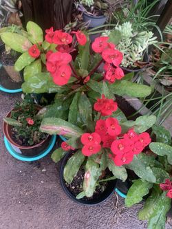 Plantas Coronas De Cristo  Y Muchas Diferentes  Precios Y Tamaños Mañana Boy Estar Disponible Aga Cita 