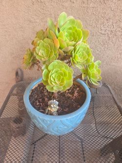 Succulent