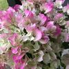 Peony503