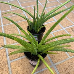 Aloe Vera Plant 🪴