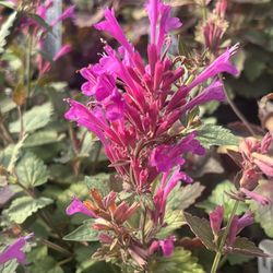 HUMMINGBIRD PLANTS!!