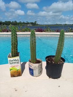 11" Bolivian Torch San Pedro Cactus - Deltona, Fl Pickup
