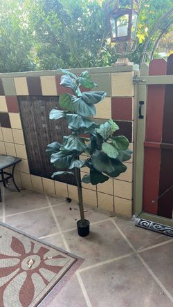 Silk Fig leaf plant