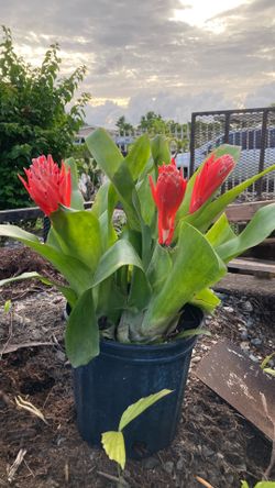 Plantas