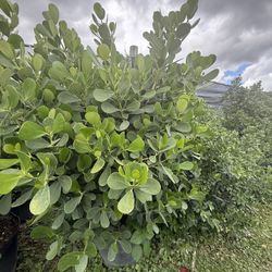 Spectacular 25-gallon, 6-foot-tall clusia plants