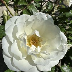 White Rose ‘Iceberg’