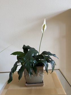 Live peace Lily plant in ceramic pot