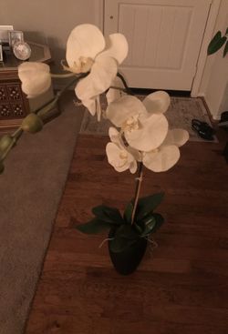 Large orchid plant