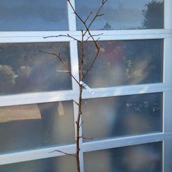 Persian Mulberry Tree 