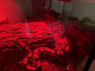 Snake tank