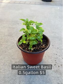 ITALIAN SWEET BASIL 🌿