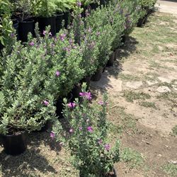 Texas Green Sage Bushes 1gallon 