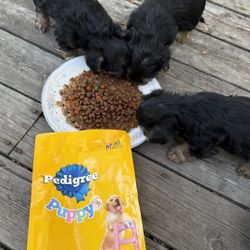 Good Dog Food For Puppy S New 15lb Bag